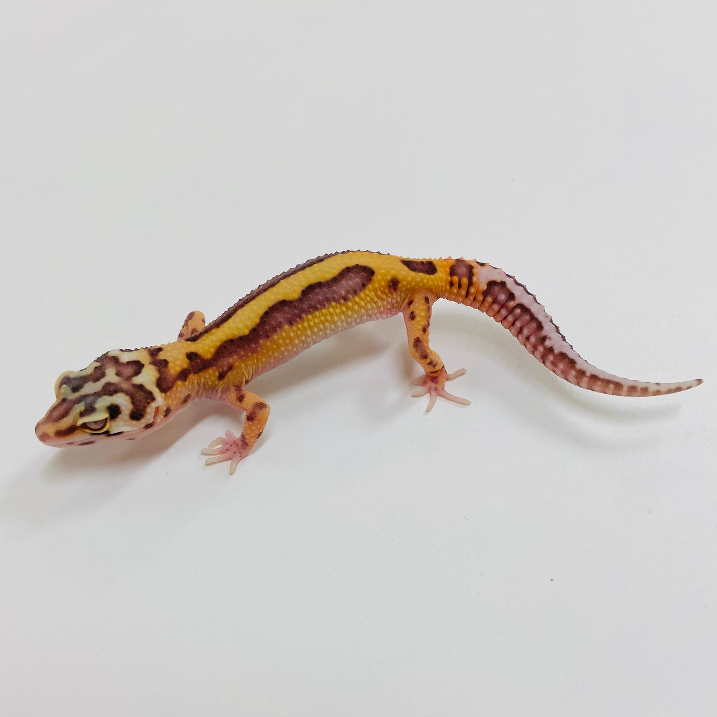 Bold Bell Leopard Gecko 2025-049