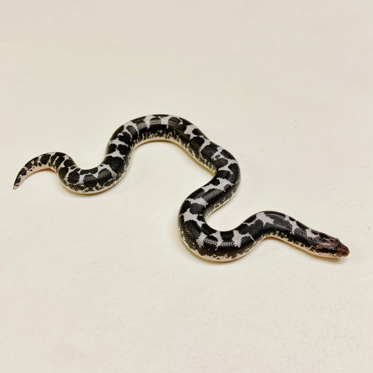 Anerythristic Kenyan Sand Boa 2023 Female F05