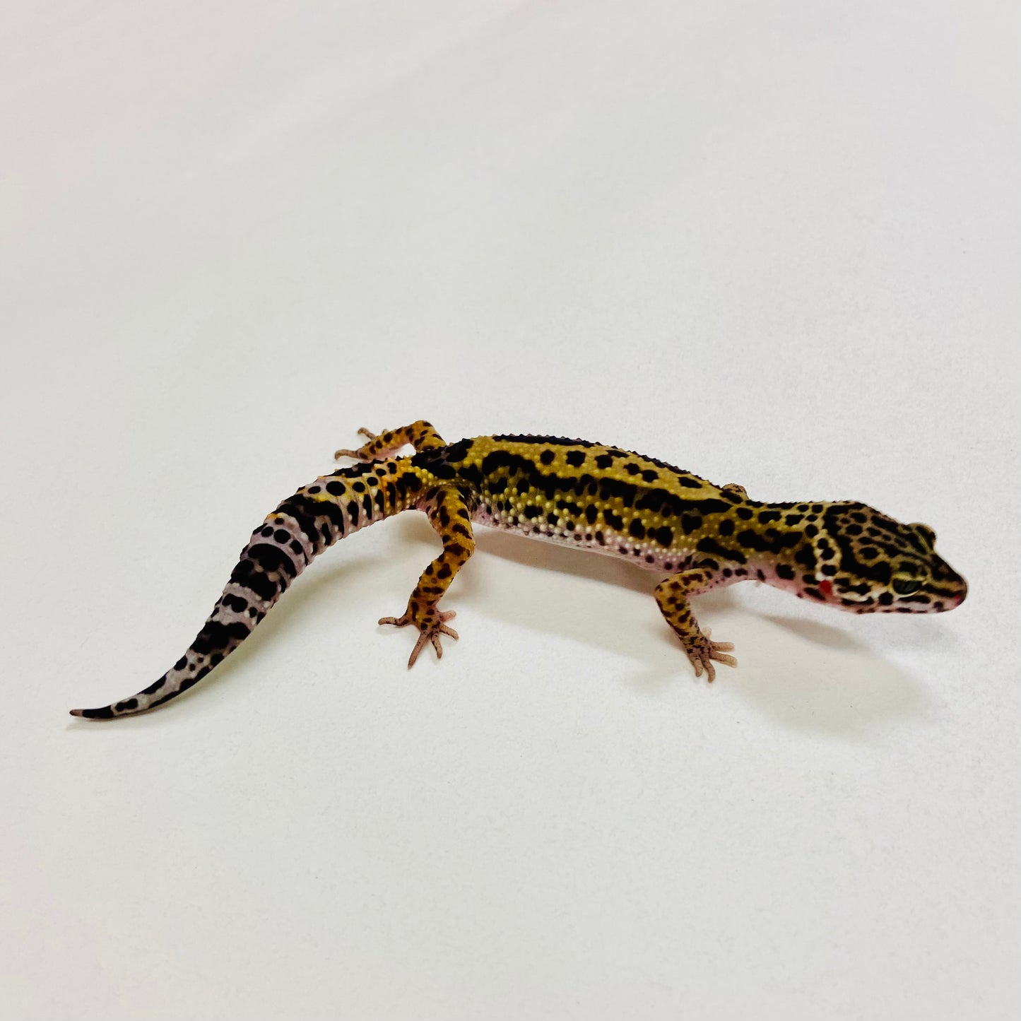 Dark Jungle Mack Snow Leopard Gecko Pos Female 2025-143