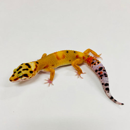 Citrine Leopard Gecko 2025-082