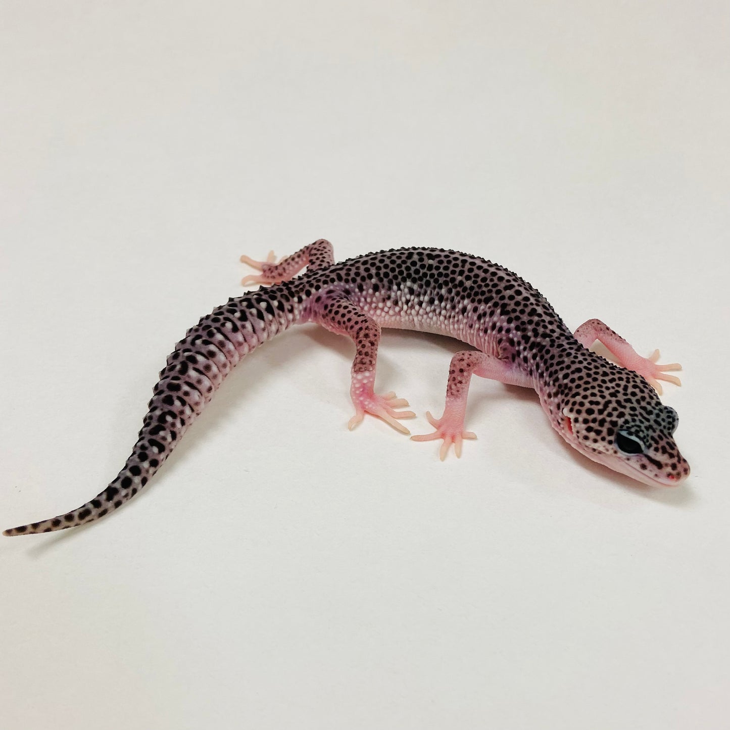 Dark Galaxy Leopard Gecko Male 2025-095