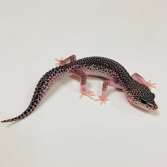 Dark Galaxy Leopard Gecko Male 2025-095
