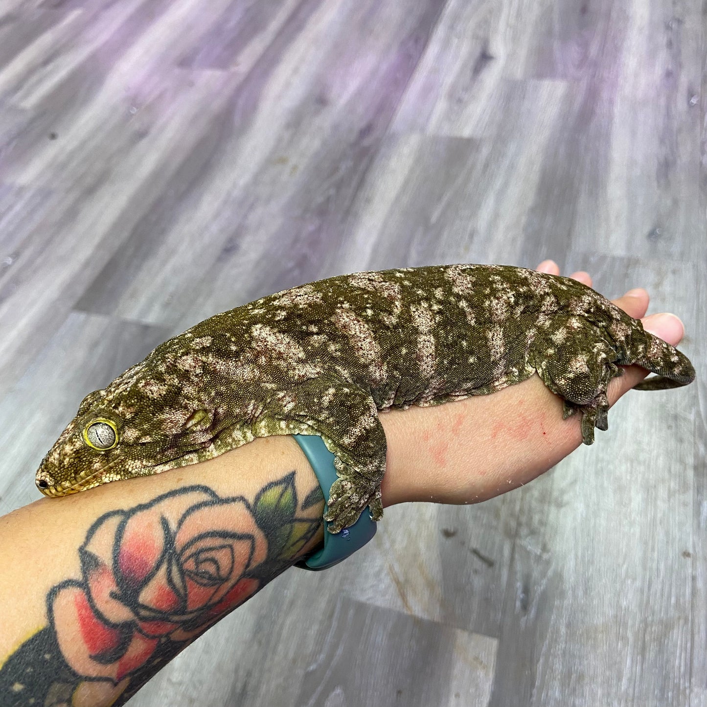 Leachianus Gecko- Female 82423-FS2