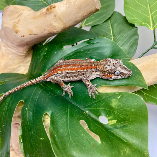 Red/Orange Stripe Gargoyle Gecko 2025 Unsexed 31725-03