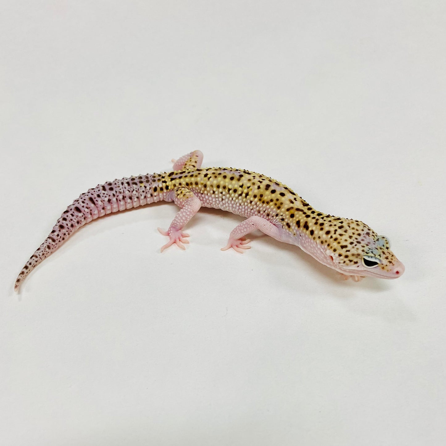 Mack Snow Eclipse W/Y Leopard Gecko Male G-B9-90324-1