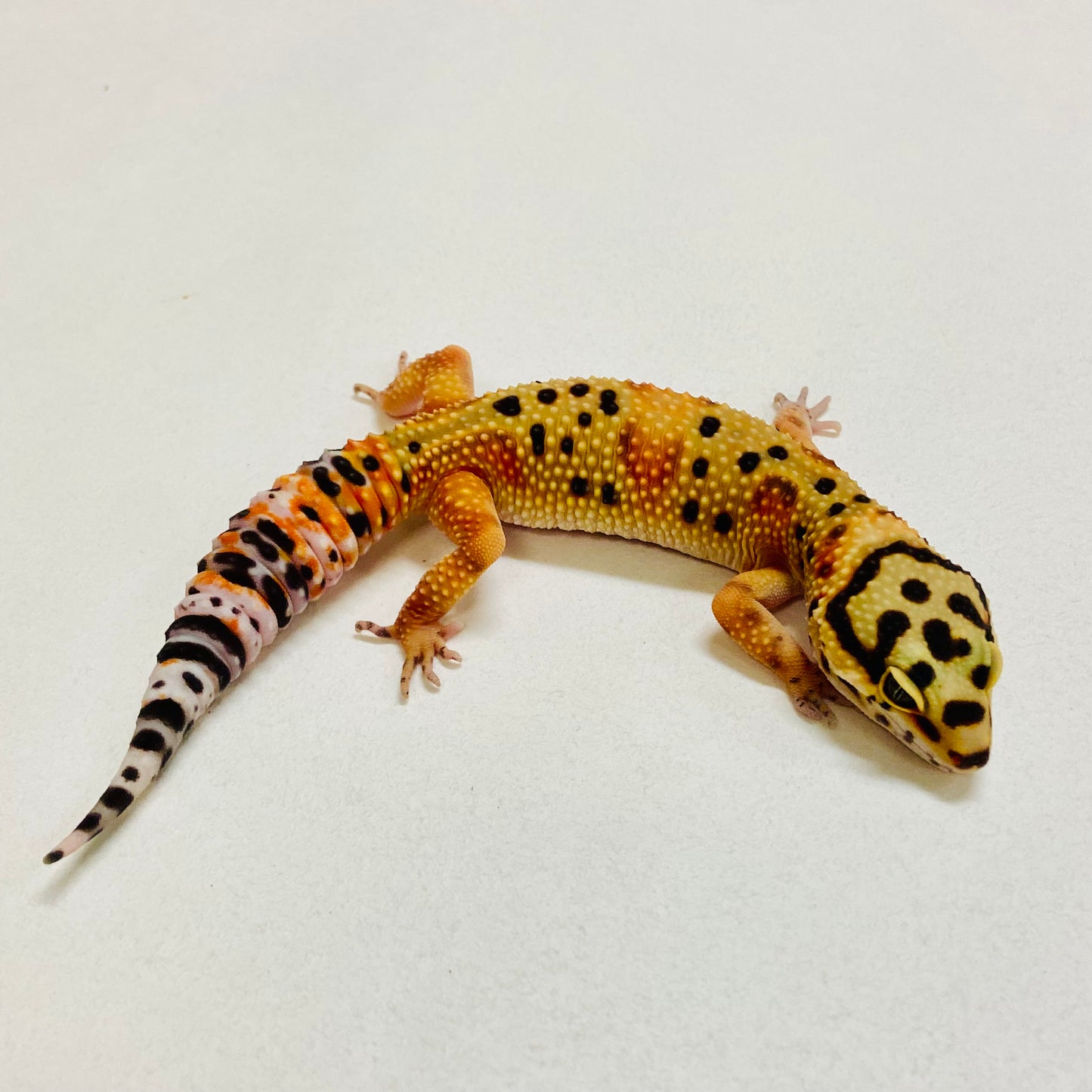 Citrine Leopard Gecko Female 2025-213