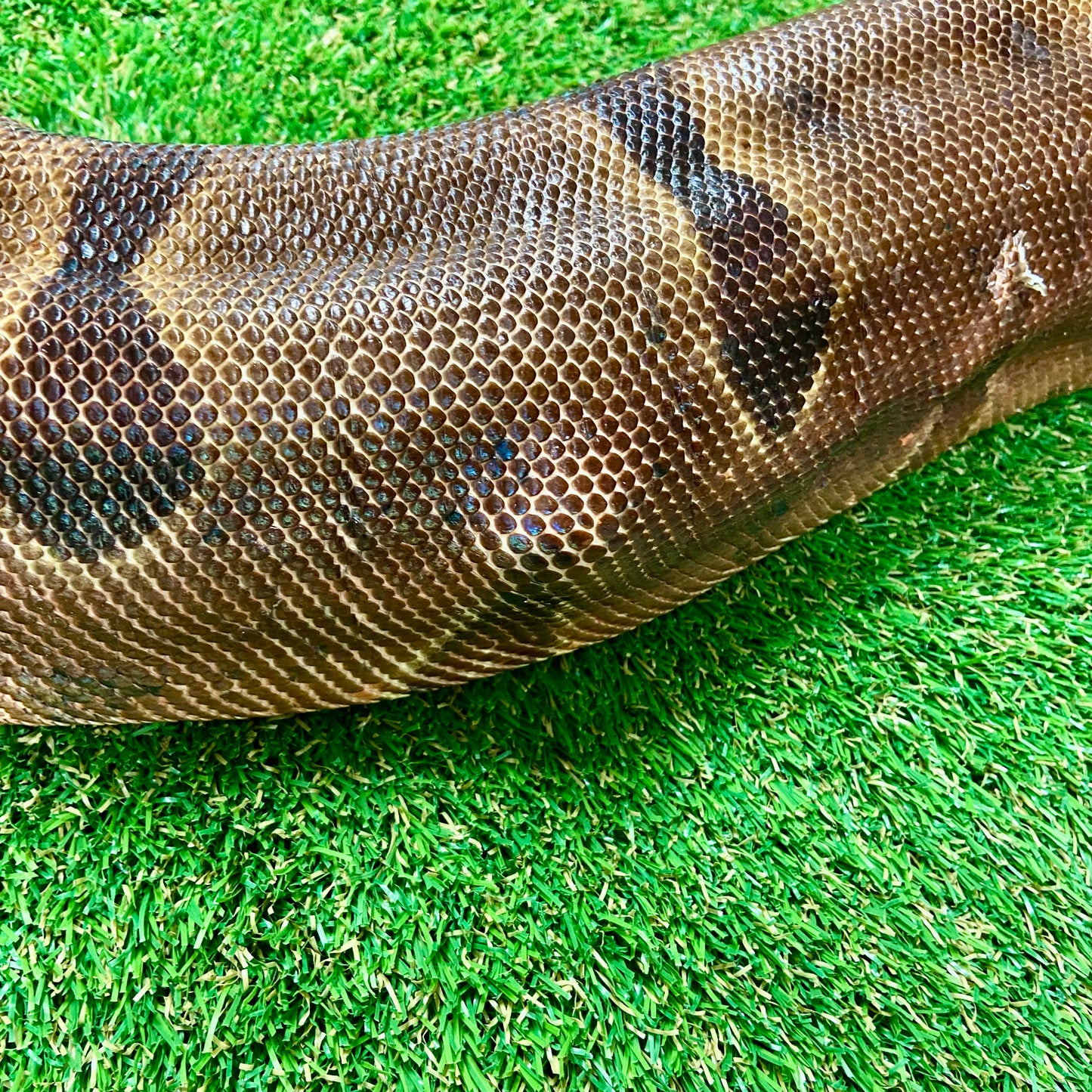 Hypo Het Kahl Albino Boa Constrictor Adult Female B02