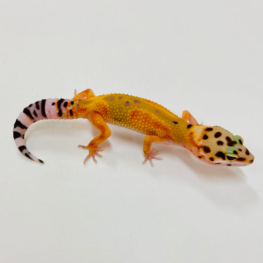 Citrine Leopard Gecko 2025-061