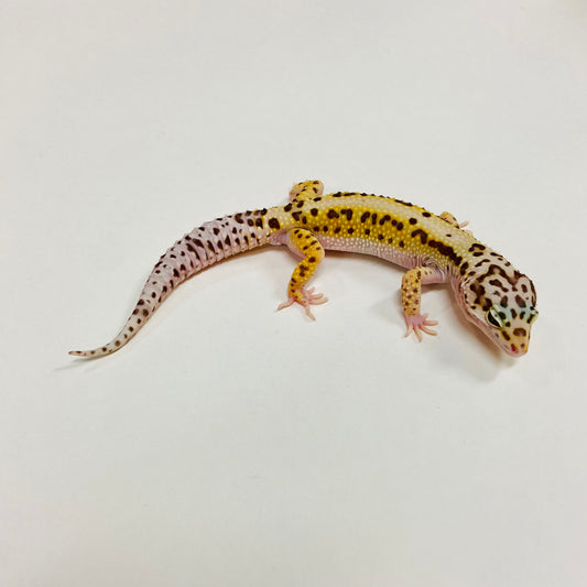 Bold Mack Snow W/Y Leopard Gecko Male G-A10-90524-1