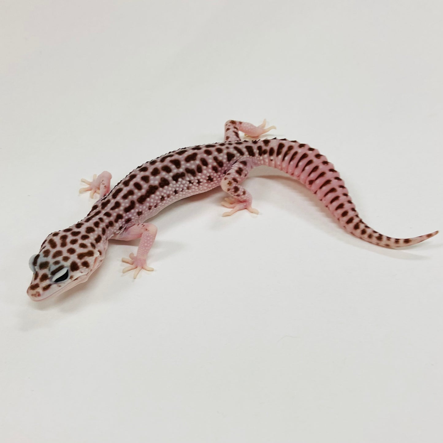Super Snow Leopard Gecko Female F-H6-82523-1
