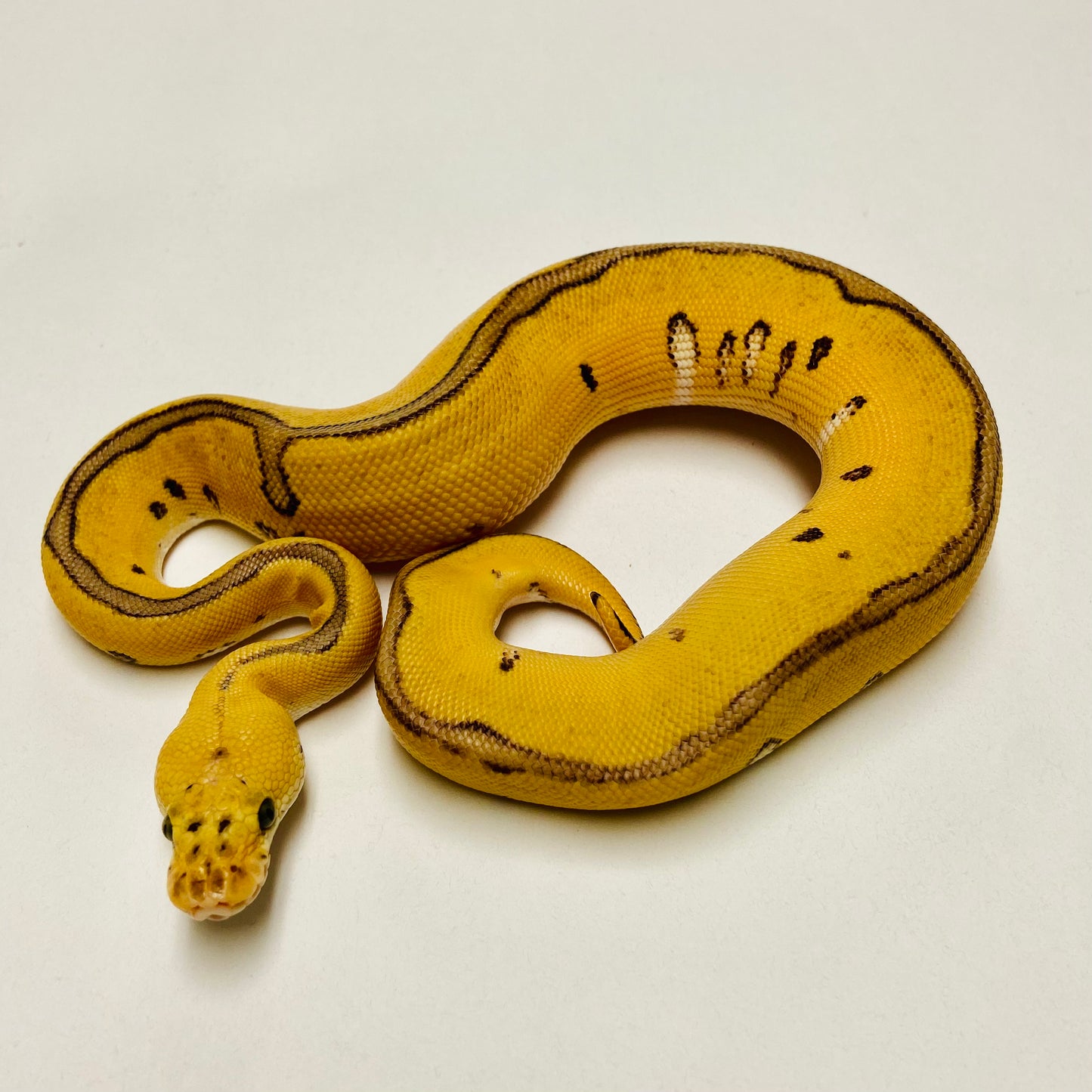 Killer Clown Pos Leopard & Enchi Ball Python Female 2025F01