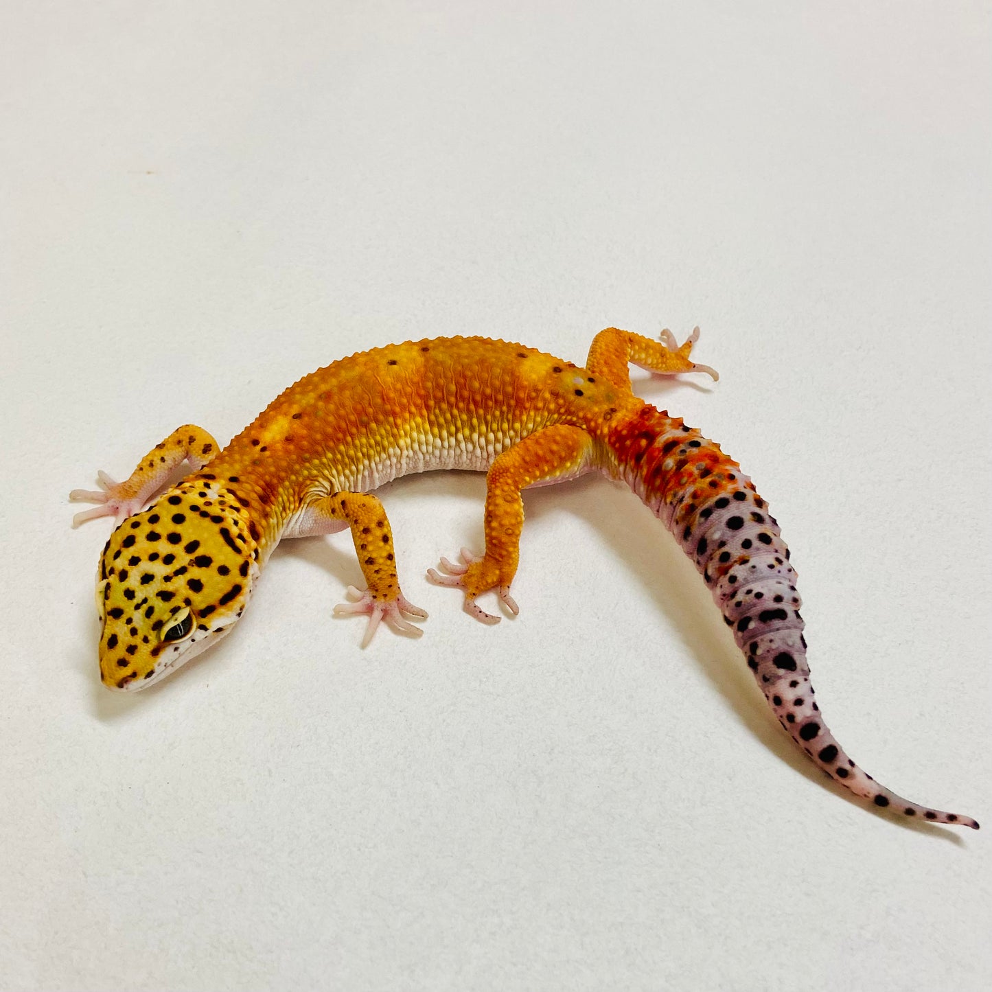 Dark Tangerine Leopard Gecko Male 2025-217