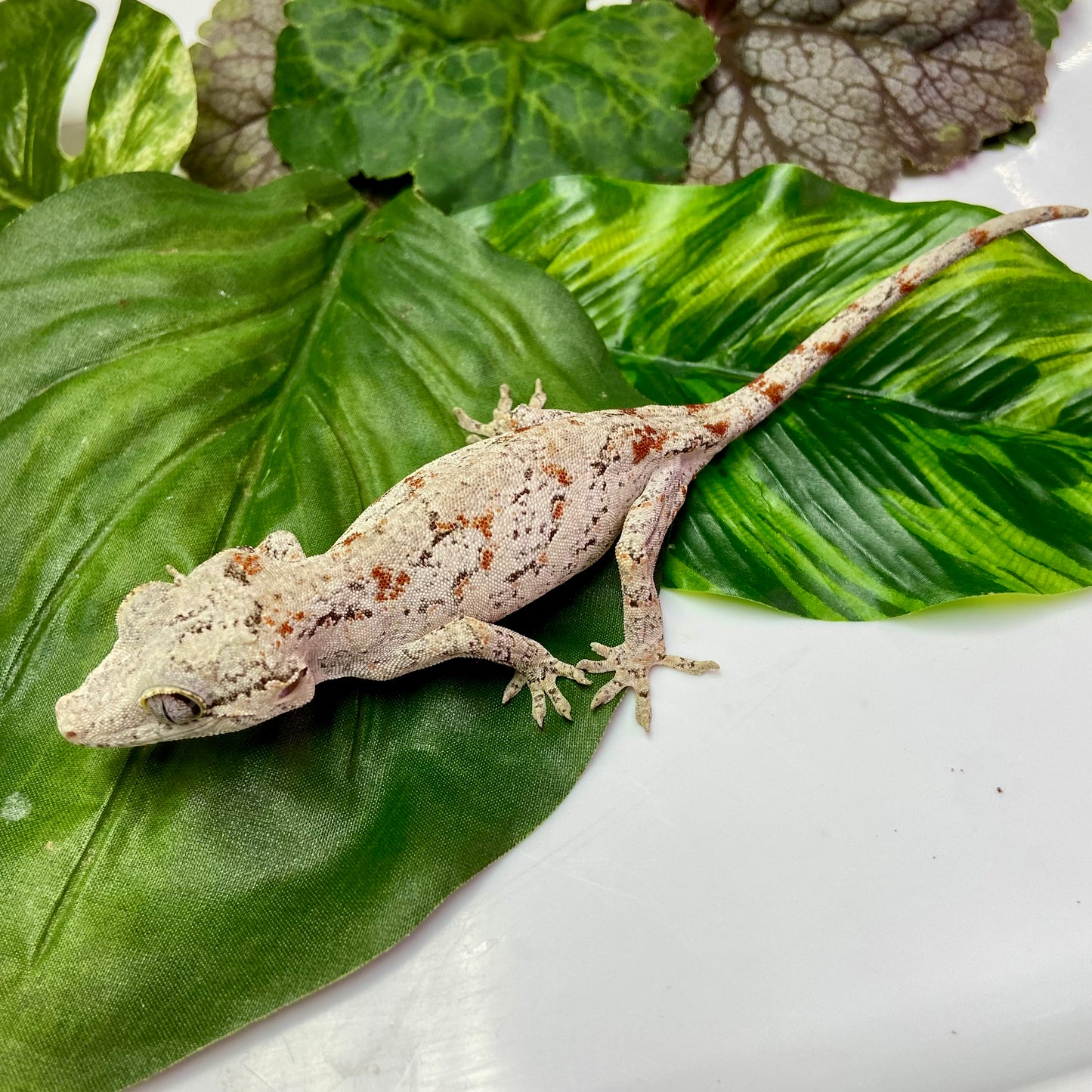 Red Blotch Reticulated Gargoyle Gecko 2024 Female 52424-03