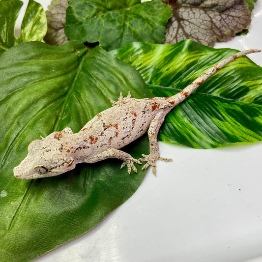 Red Blotch Reticulated Gargoyle Gecko 2024 Female 52424-03