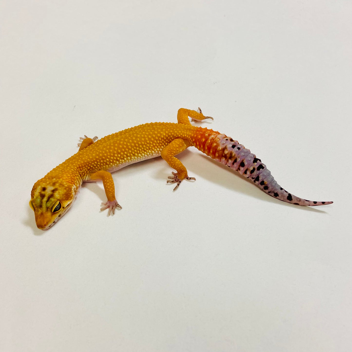 Super Hypo Blood Tangerine Carrot Tail Leopard Gecko Female 2025-004