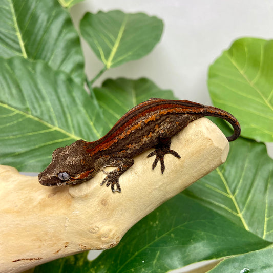 Red/Orange Stripe Gargoyle Gecko 2025 Unsexed 101425-09