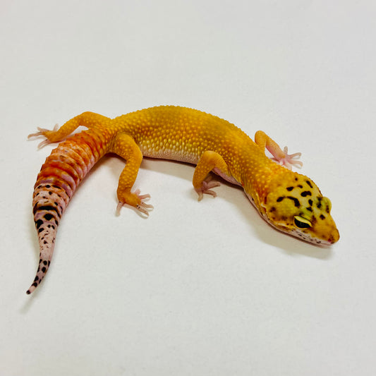 Tangerine Leopard Gecko Female 2025-101