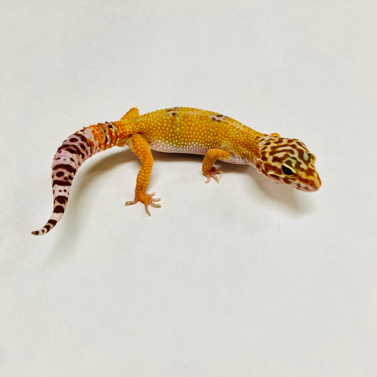 Hypo Albino Tremper Leopard Gecko Male A-B7-101024-1