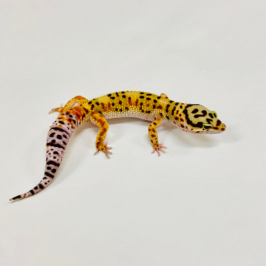 Tangerine Leopard Gecko Male H-A4-91524-1
