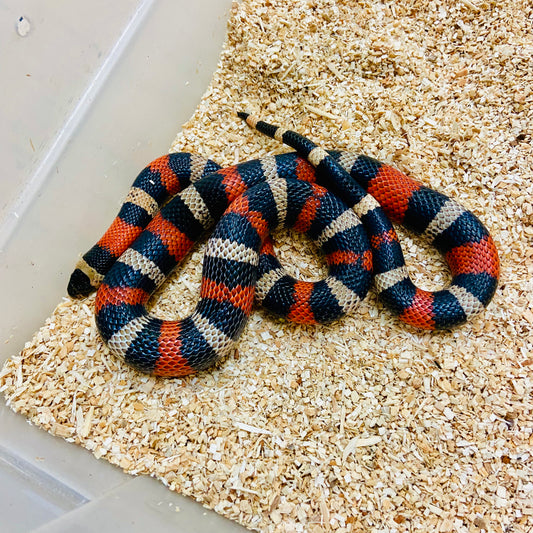 Apricot Pueblan Milk Snake 2022 Female F02