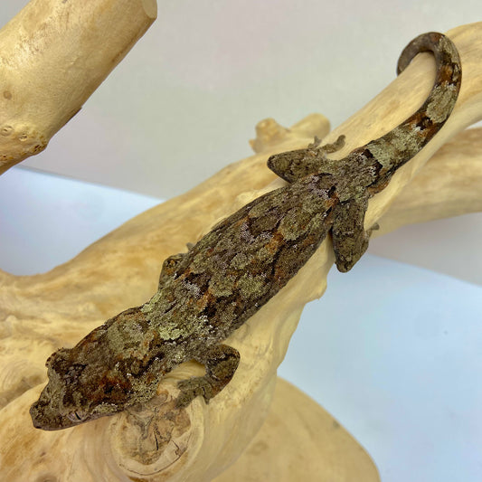 Chahoua Gecko Adult Male CH02