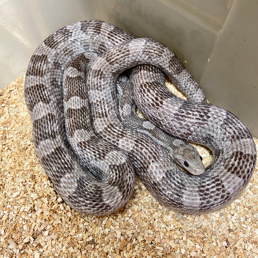 Adult Charcoal Het Whiteout Corn Snake Female C29