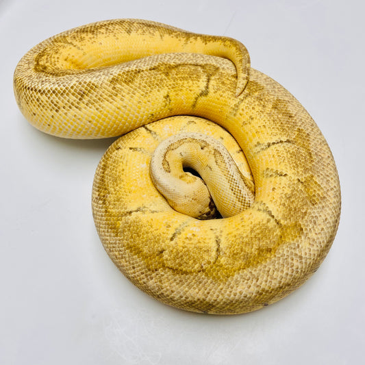 Adult Pastel Pinstripe Orange Dream Ball Python Female-25