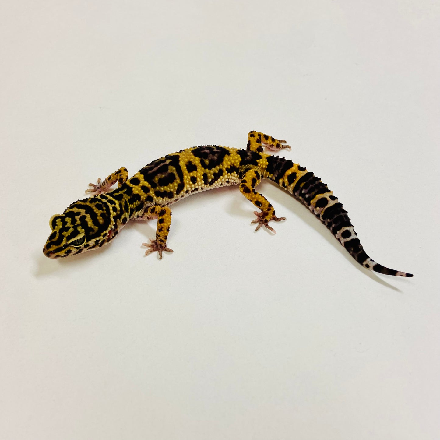 Dark Mack Snow Leopard Gecko Female 2025-012