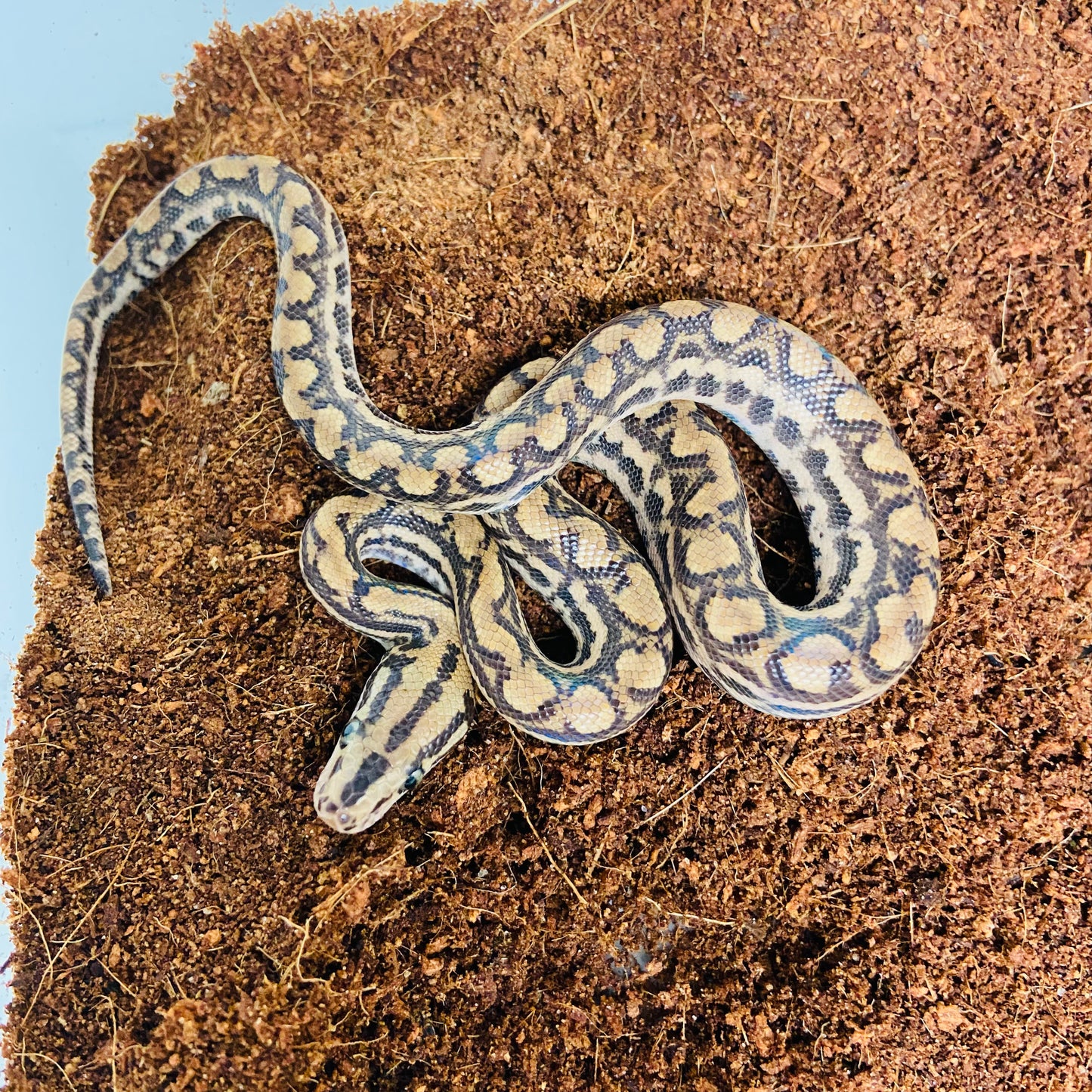 Colombian Rainbow Boa 2025 Male M02