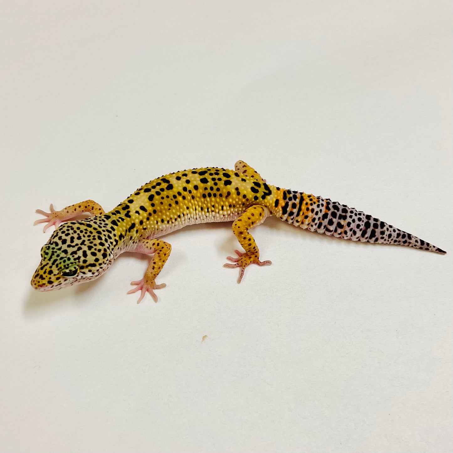 Mack Snow Leopard Gecko Female 2025-222