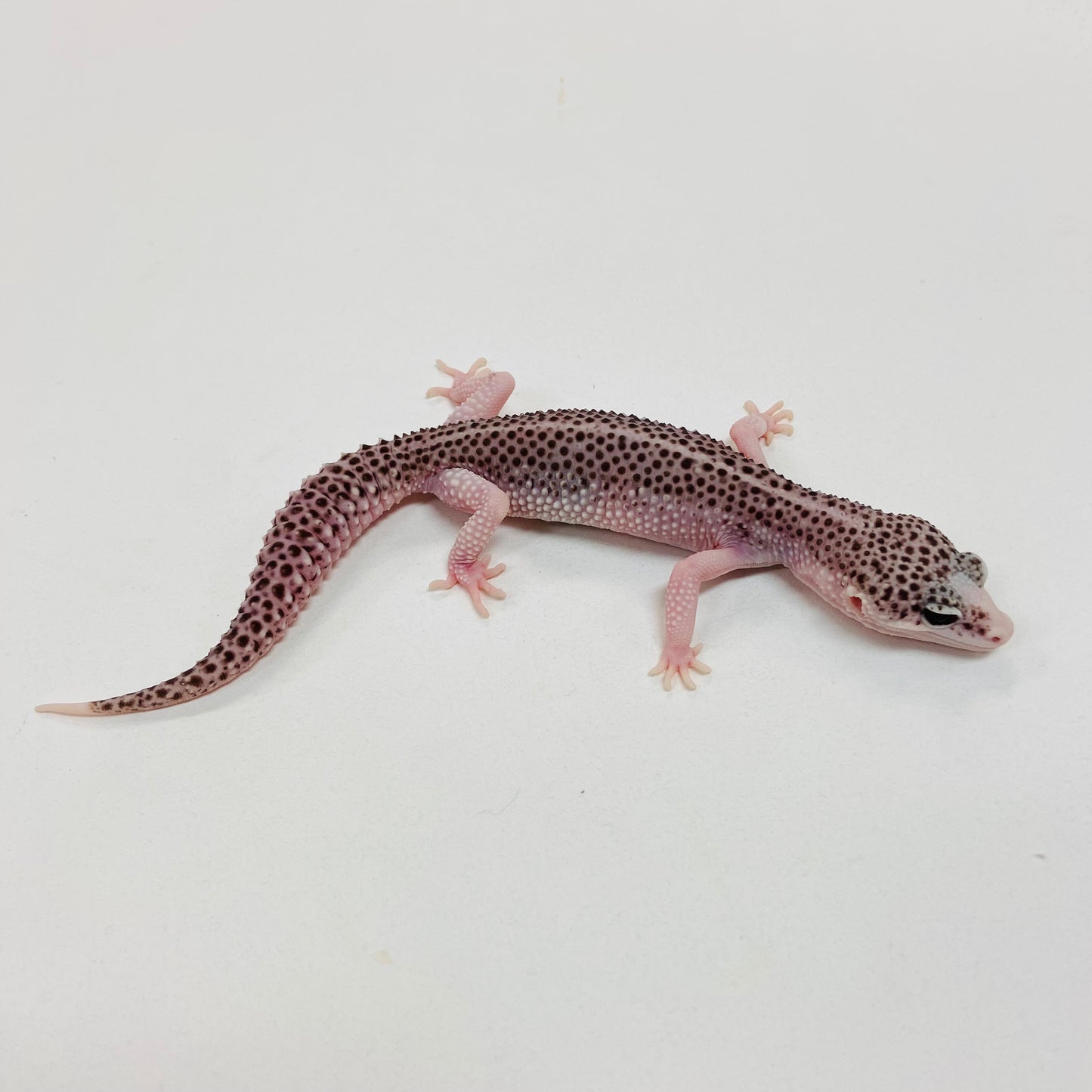 Pied Galaxy Leopard Gecko Female I-C7-71023-1