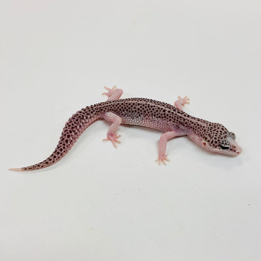 Pied Galaxy Leopard Gecko Female I-C7-71023-1