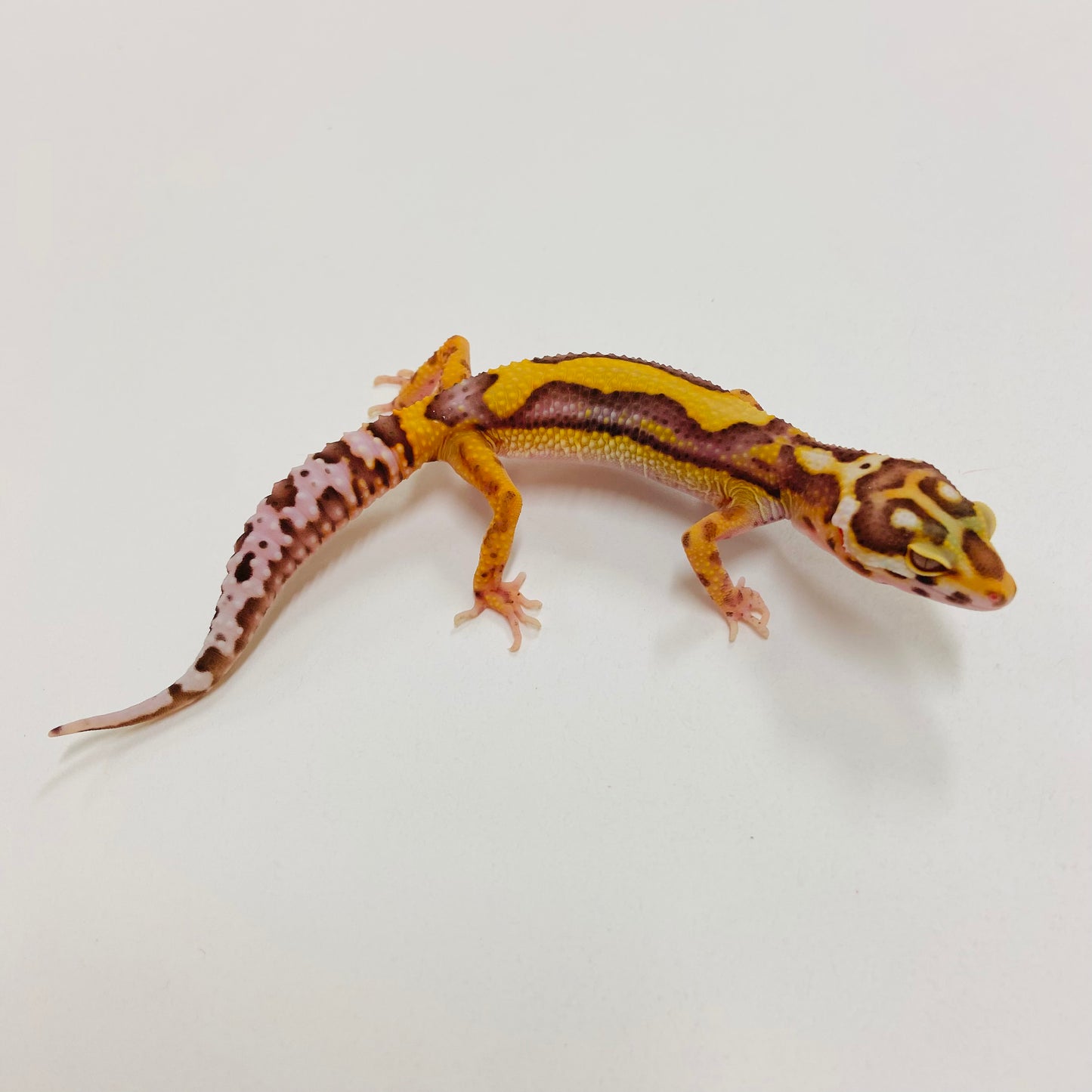 Bold Bell Leopard Gecko 2025-072