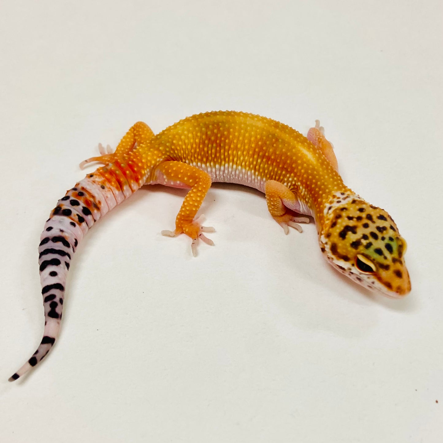 Tangerine Leopard Gecko 2025-091