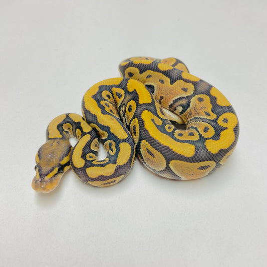 Hypo Het Clown Ball Python Female 2025F06