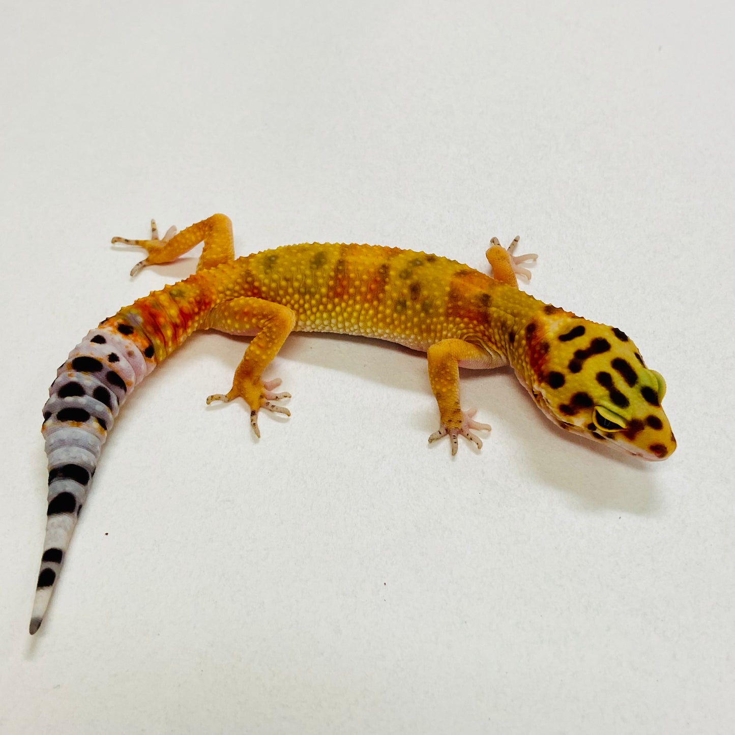 Citrine Leopard Gecko Pos Male 2025-124