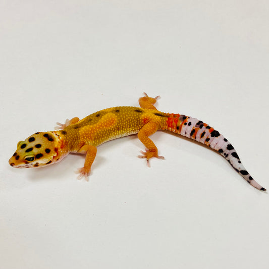 Citrine Leopard Gecko Male 2025-114