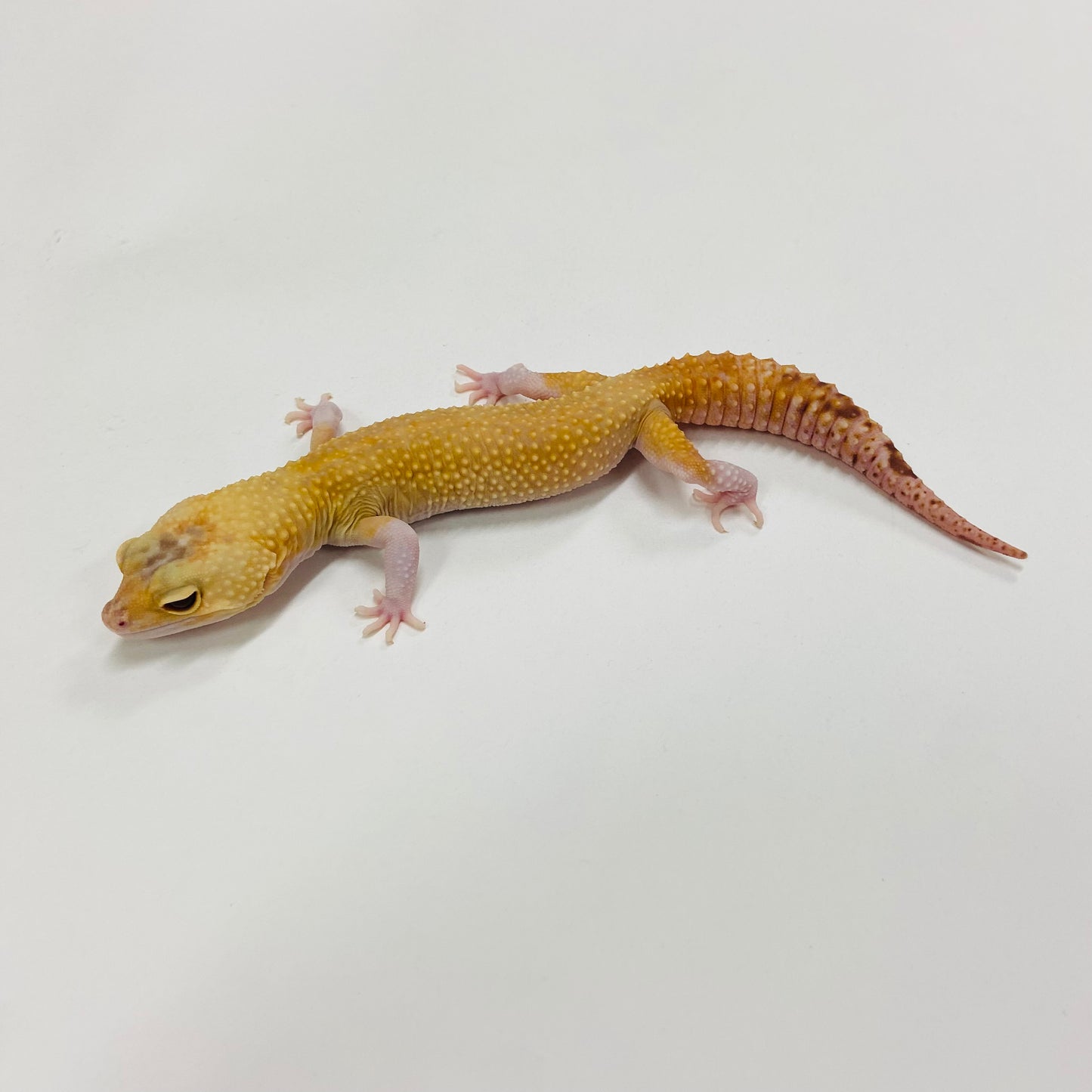 Raptor Leopard Gecko Male H-H2-60322-1