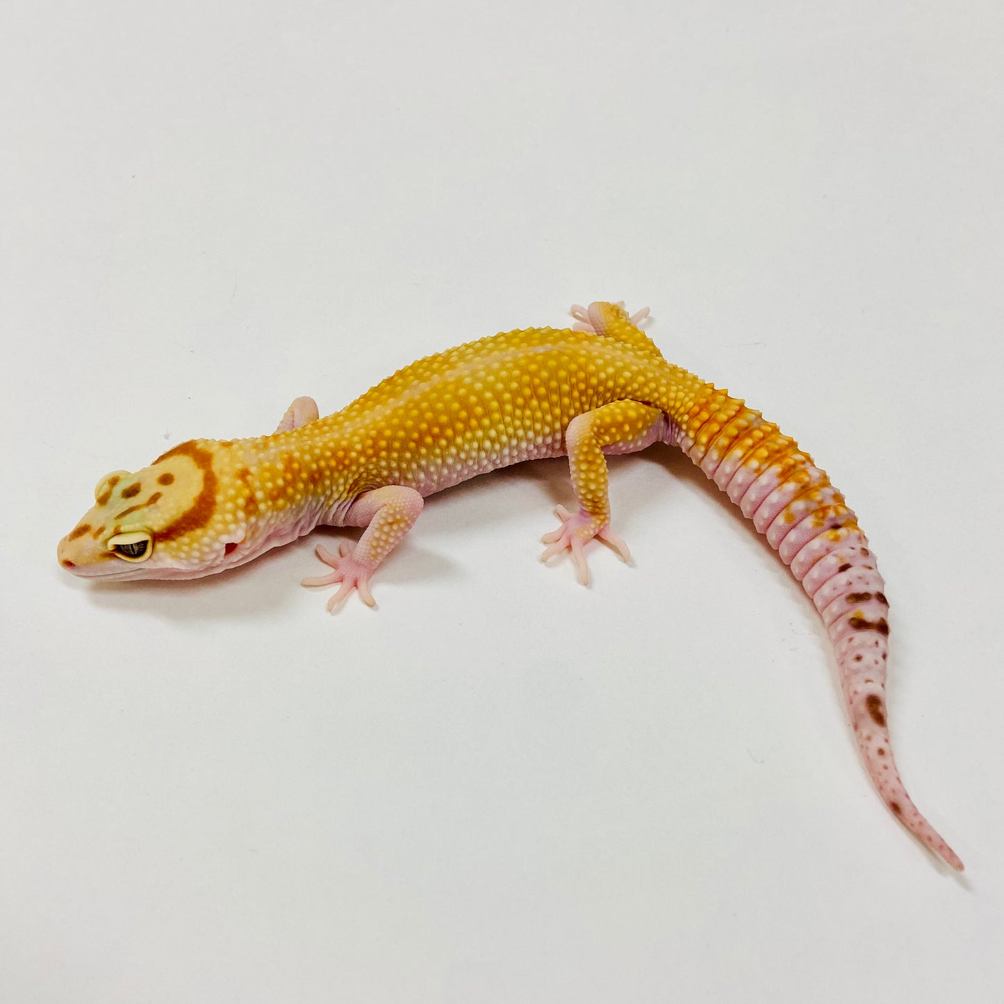 Adult Group 1.4 Sunglow Tremper Leopard Gecko LBG-09