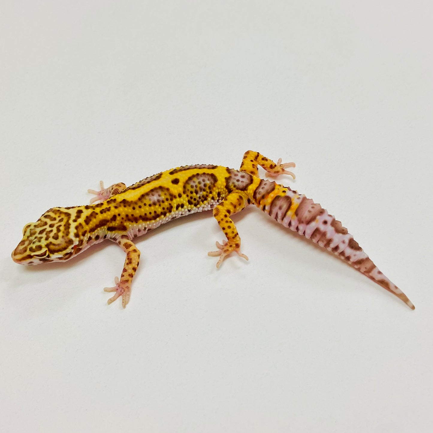 Bold Bell Leopard Gecko 2025-153