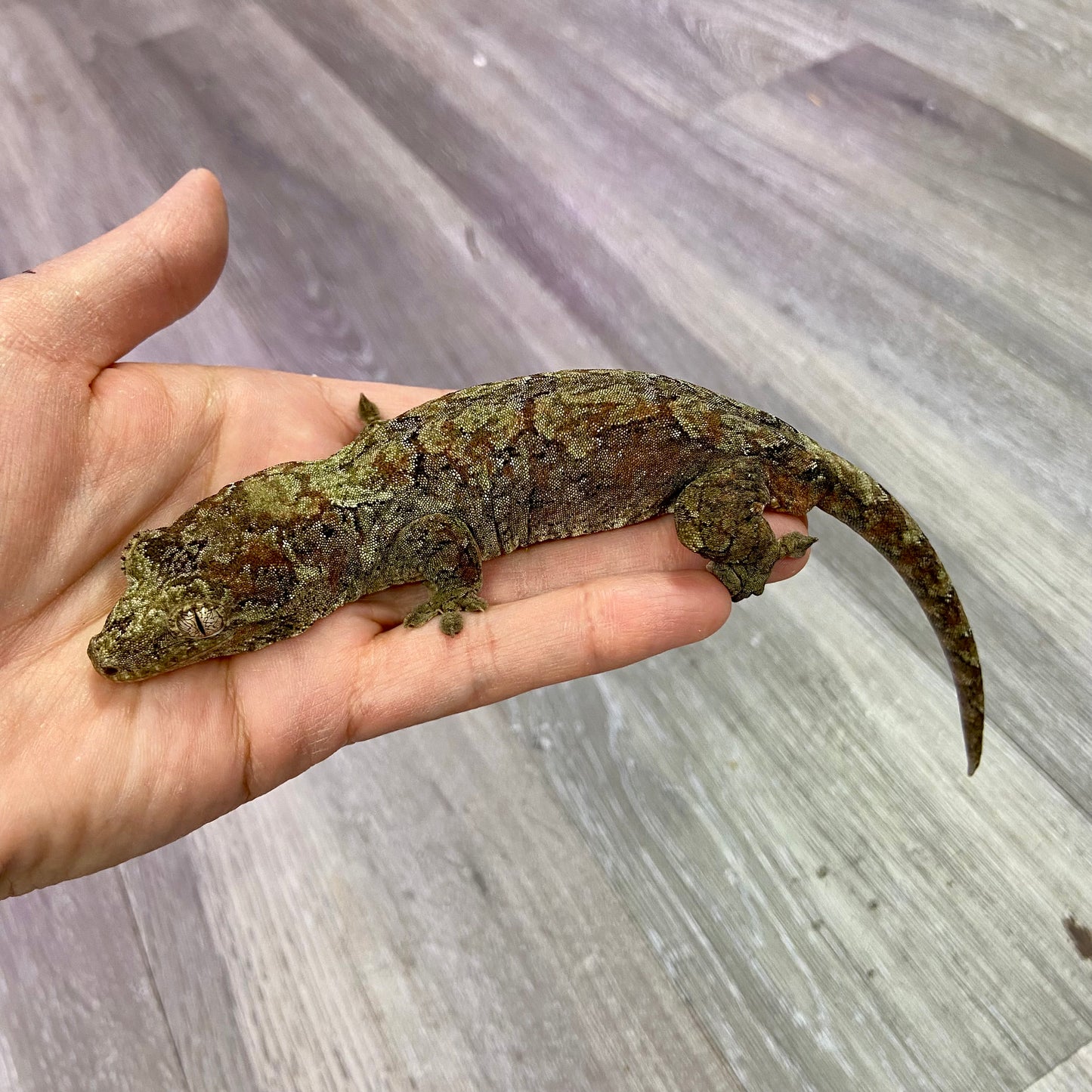 Chahoua Gecko 2023 Male 8323-1