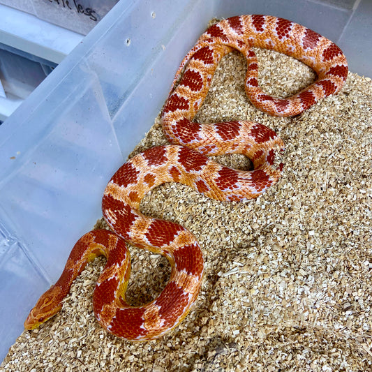 Adult Albino Okeetee Corn Snake Male C08