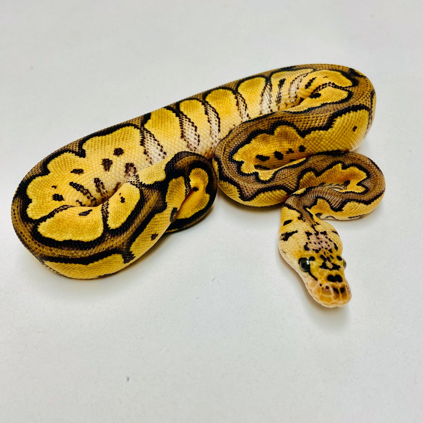 Pastel Clown Ball Python Male 2025M01