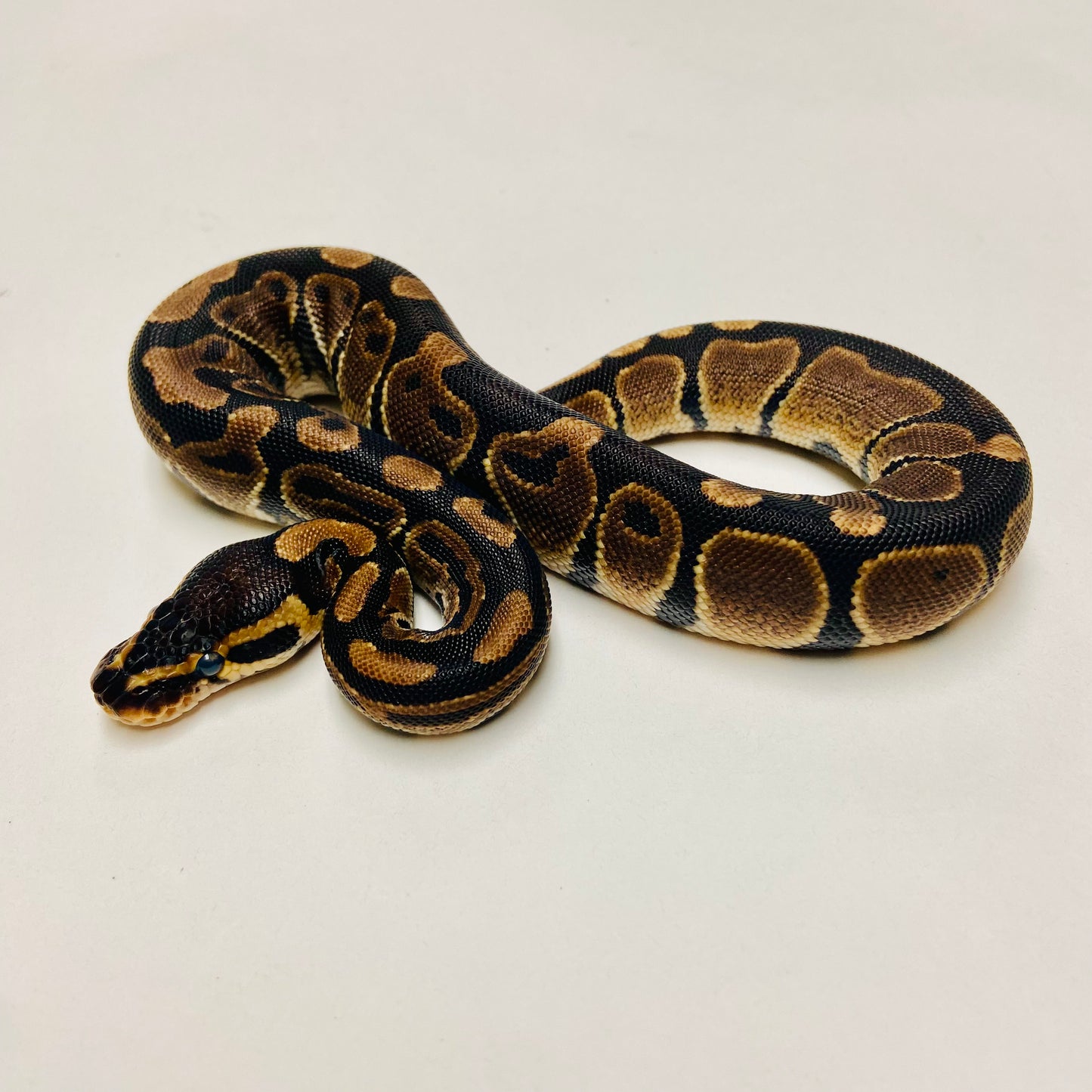Dbl Het Albino Pied Ball Python Male 2025M02