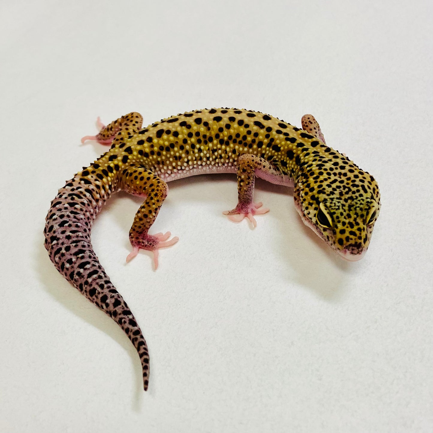 Mack Snow Reverse Stripe Leopard Gecko Male 2025-175