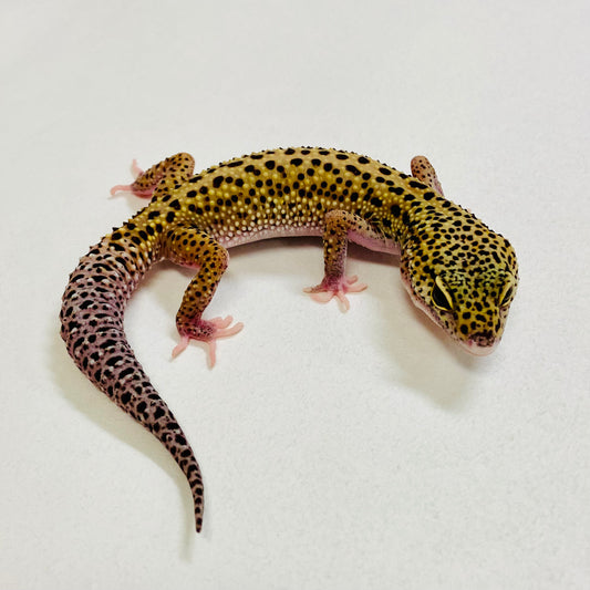 Mack Snow Reverse Stripe Leopard Gecko Male 2025-175
