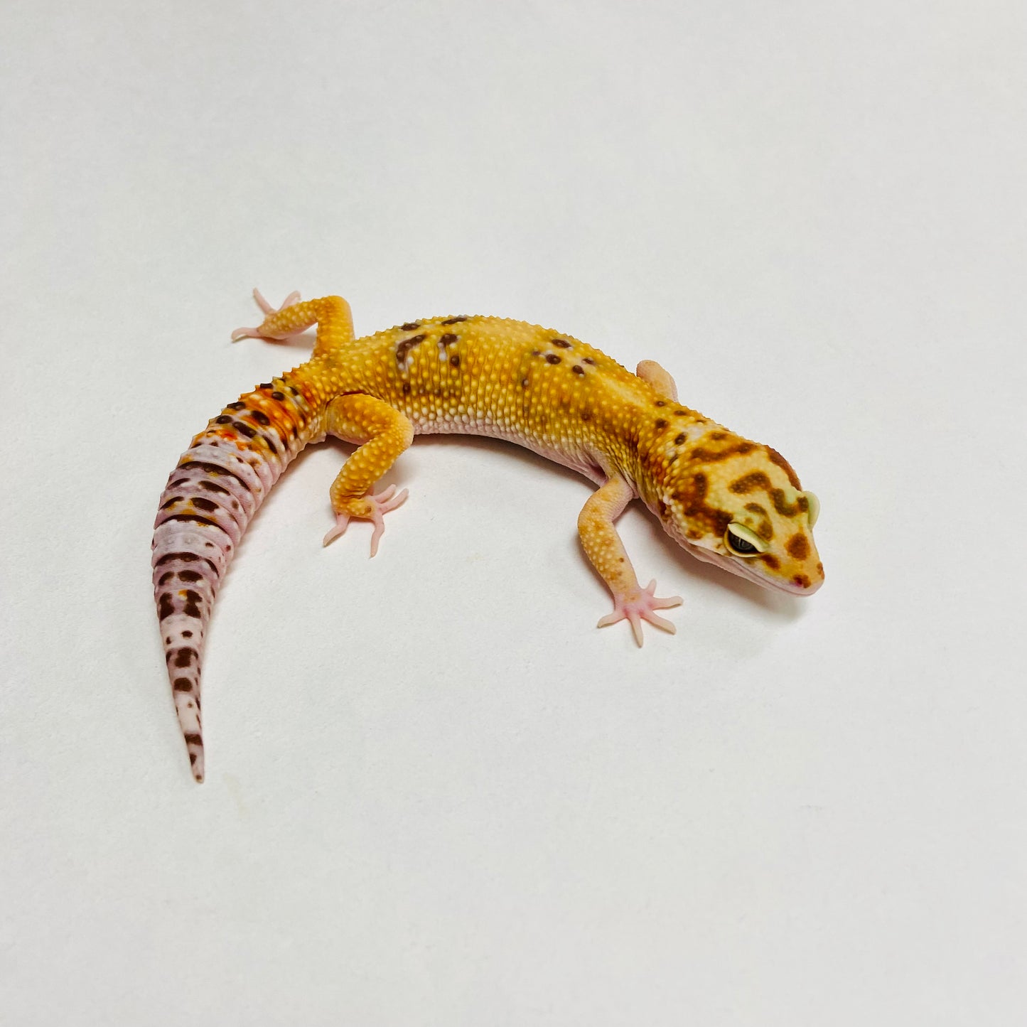 Albino Tremper Tangerine W/Y Leopard Gecko Male A-A7-71824-1