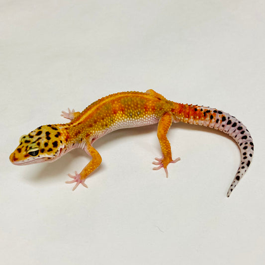 Hypo Tangerine W/Y Leopard Gecko Male A-A5-80524-1