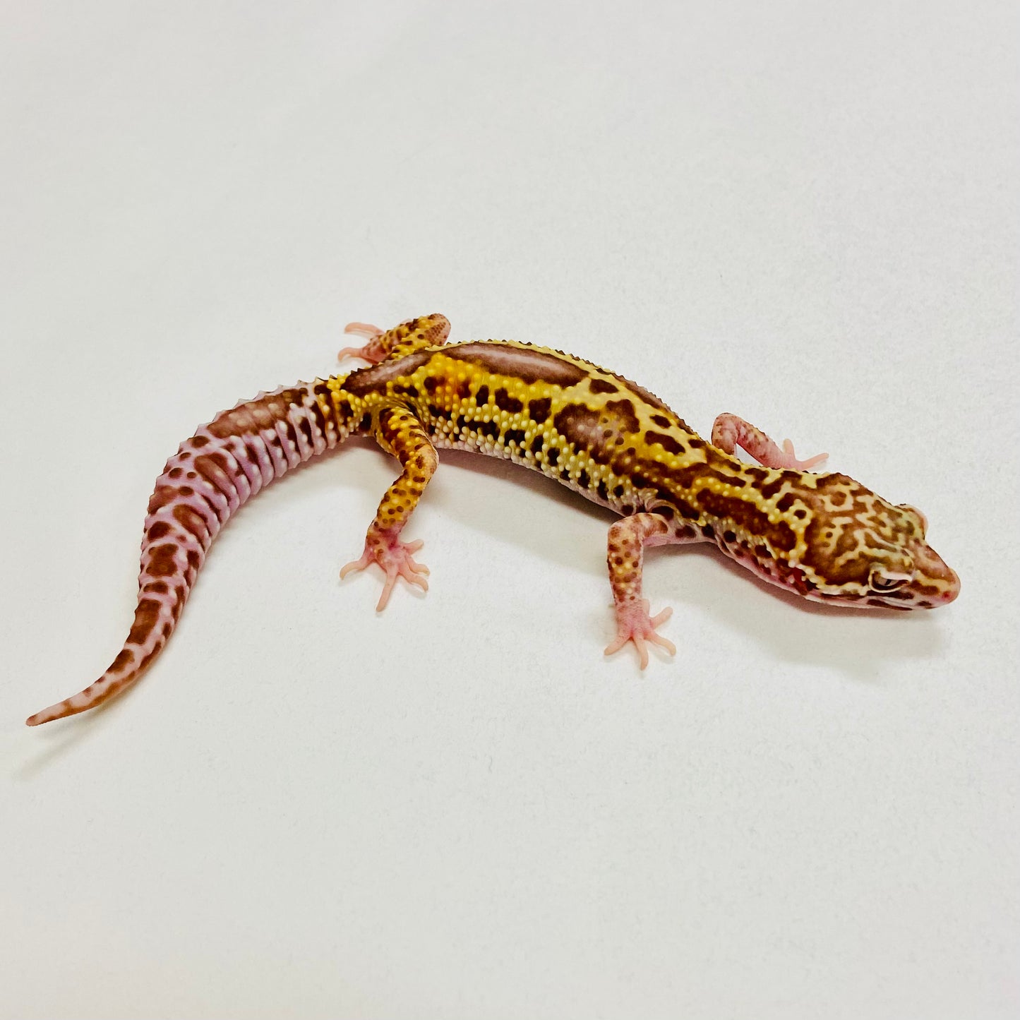 Bold Bell Leopard Gecko Male 2025-142