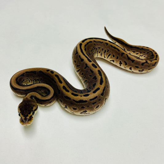 Lori Leopard Pinstripe Ball Python Female 2025F01